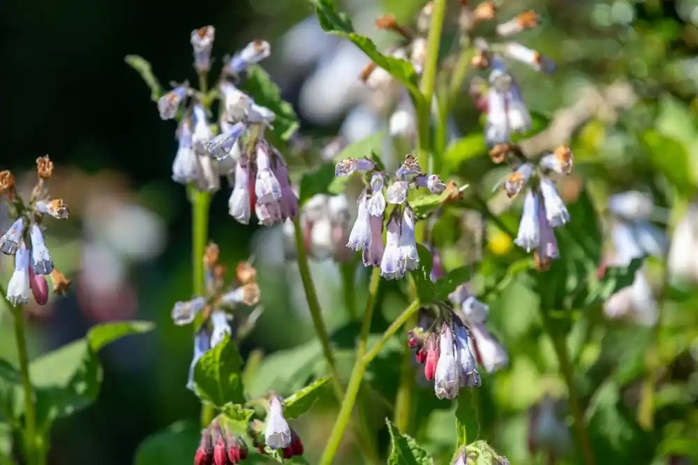 Klaar voor verzending - Symphytum grand. ‘Wisley Blue‘