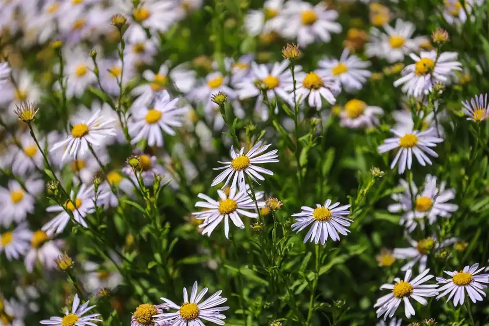 Voorraad bijna op | Kalimeris incisa ‘Blue Star‘