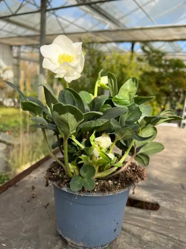 Helleborus niger ‘Christmas Carol‘ | Deal