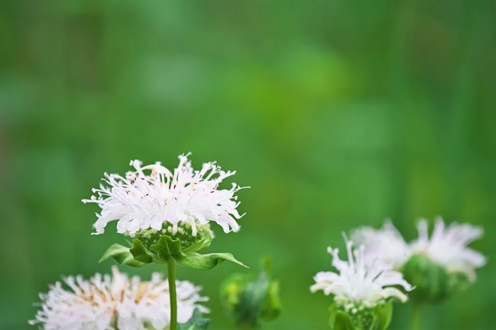 Monarda ‘Schneewittchen‘ | Favoriet van klanten