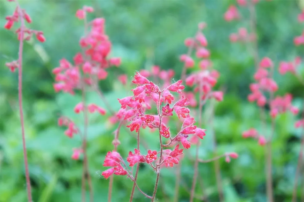 Lupinus | Nieuwe release