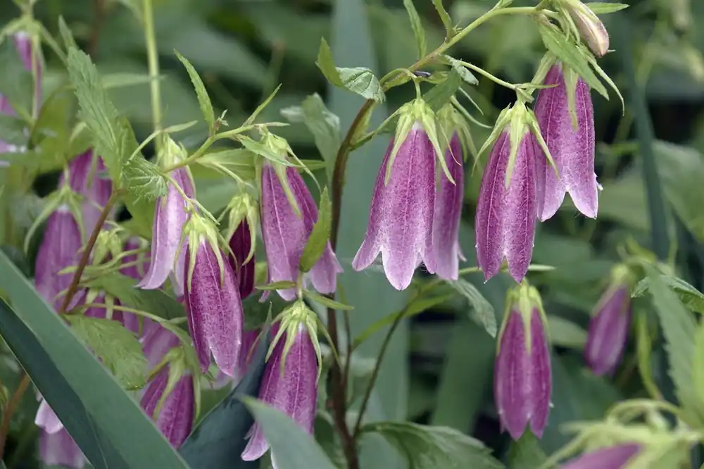 Campanula takesimana - Bespaar meer