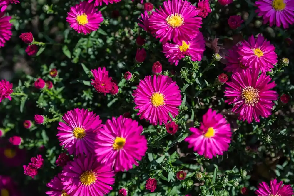 Aster (D) ‘Jenny‘ - Actieprijs