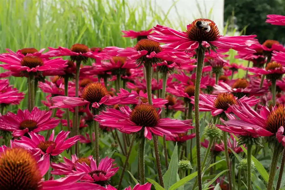 Echinacea pur. ‘Fatal Attraction‘ - Goed beoordeeld
