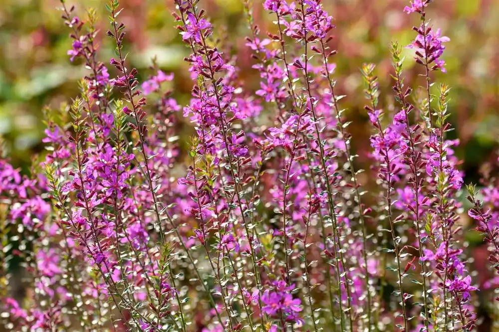 Lythrum virgatum ‘Dropmore Purple‘ - Superprijs