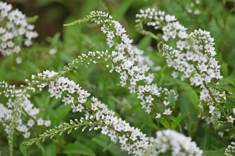 Nu beschikbaar | Lysimachia clethroides