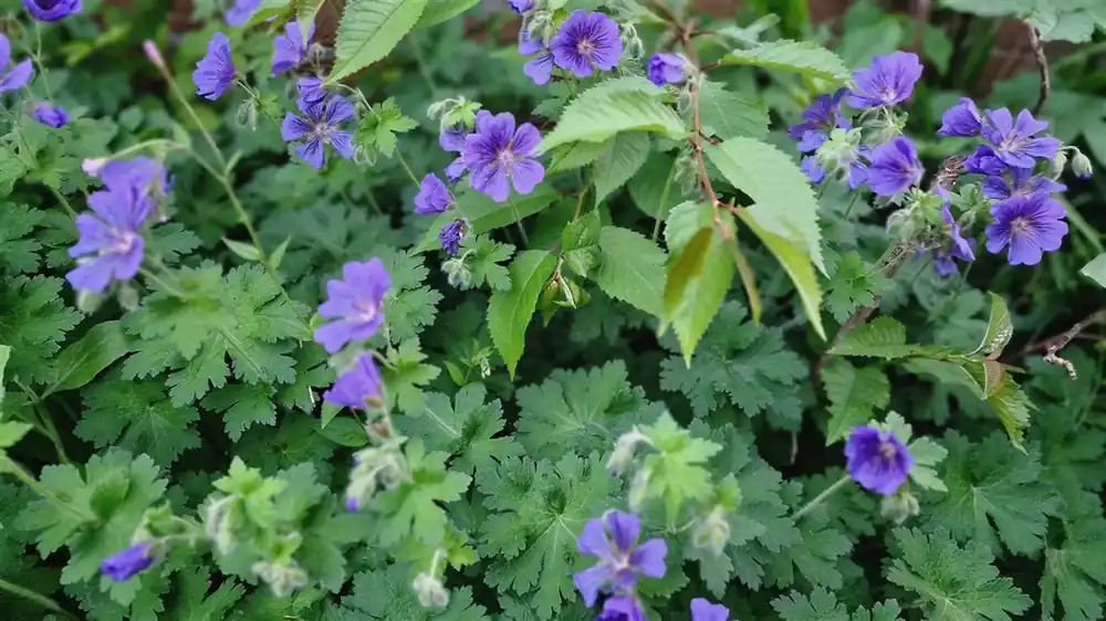 Geranium ‘Philippe Vapelle‘ - Veel voordeel