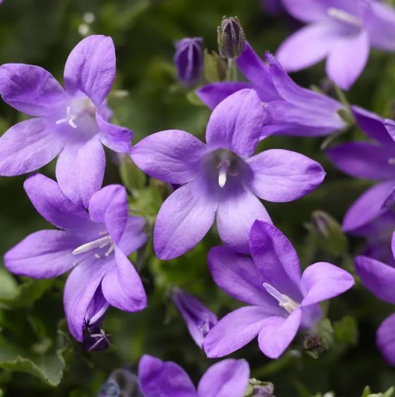 Premiumkwaliteit | Campanula portenschlagiana