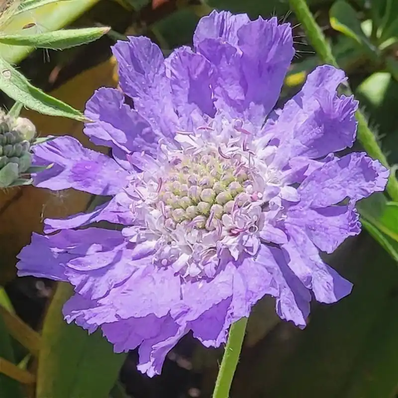 Scabiosa cauc. ‘Clive Greaves‘ | Nog maar een paar beschikbaar