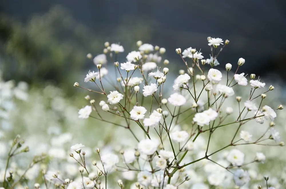 Gypsophila paniculata | Slechts tijdelijk