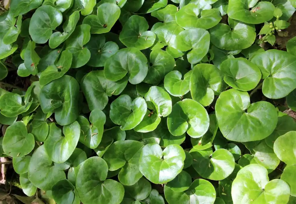 Nieuw in het assortiment | Asarum europaeum