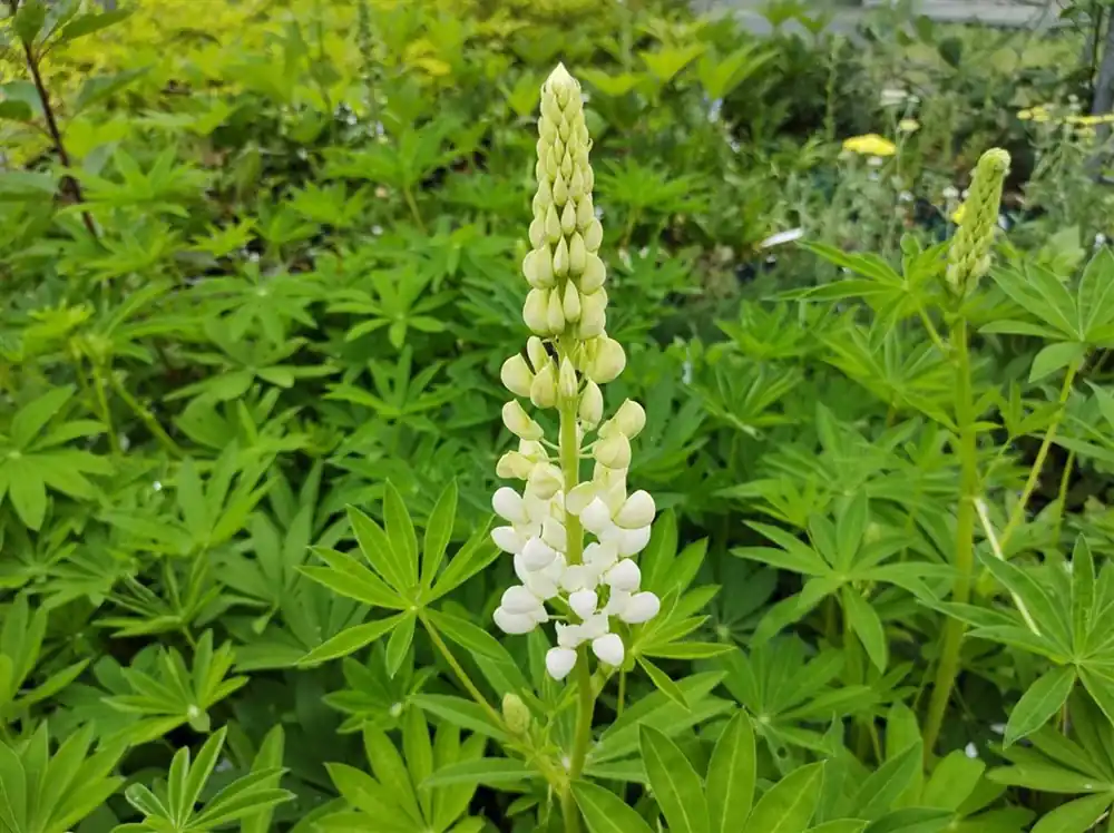 Lupinus ‘Noblemaiden‘ - Hoog gewaardeerd
