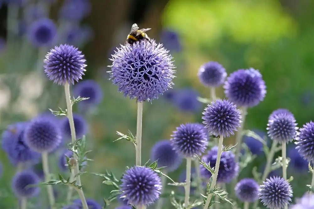 Aster n.-b. ‘Winston Churchill‘ | Nu beschikbaar