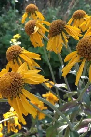 Voorraad bijna op | Kniphofia ‘Pineapple Popsicle‘