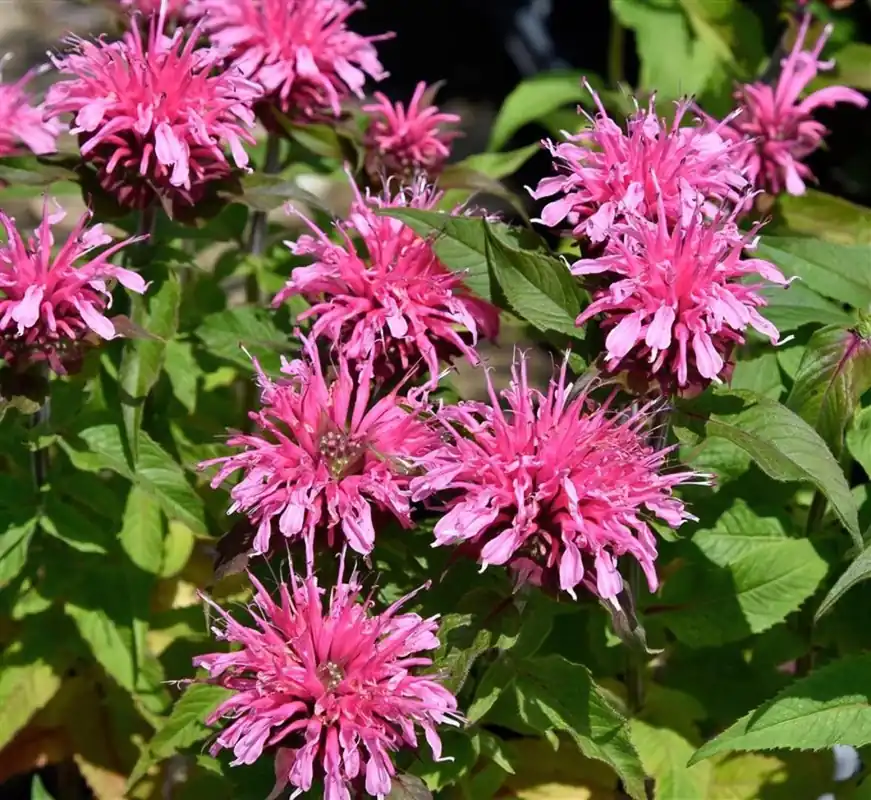 Arenaria montana | Deal