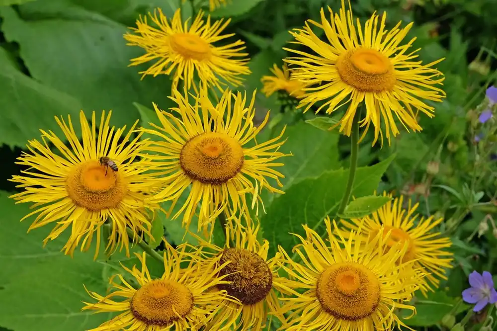 Topdeal | Telekia speciosa
