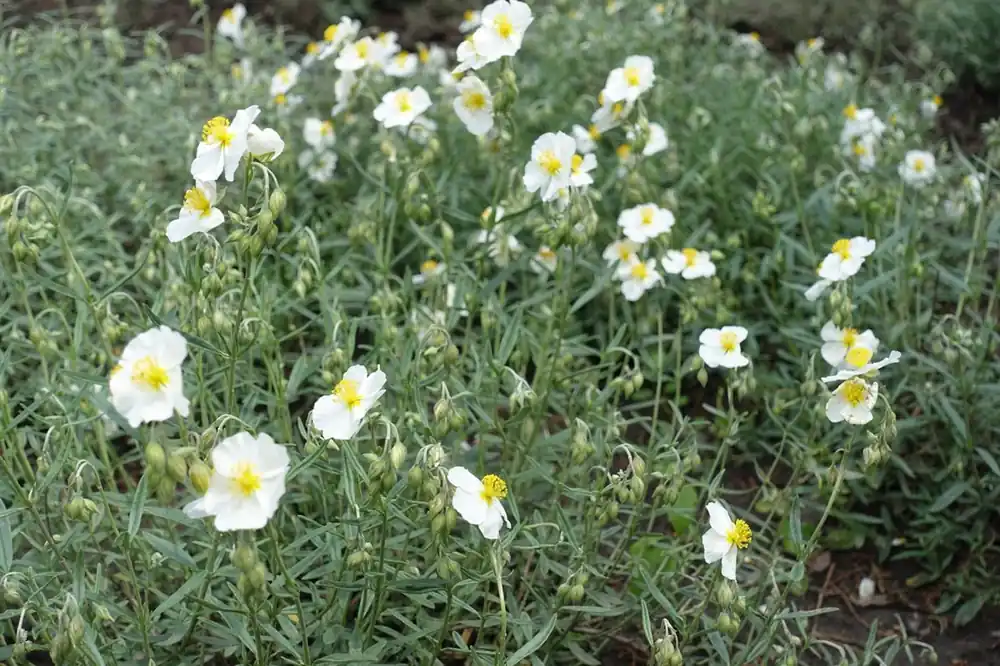 Op = op - Helianthemum ‘The Bride‘