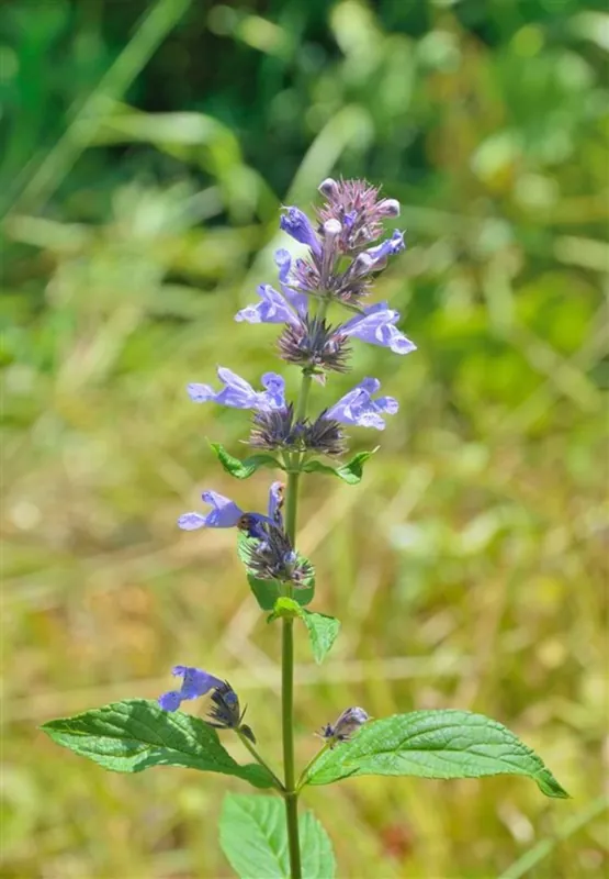 Nepeta subsessilis - Erg populair