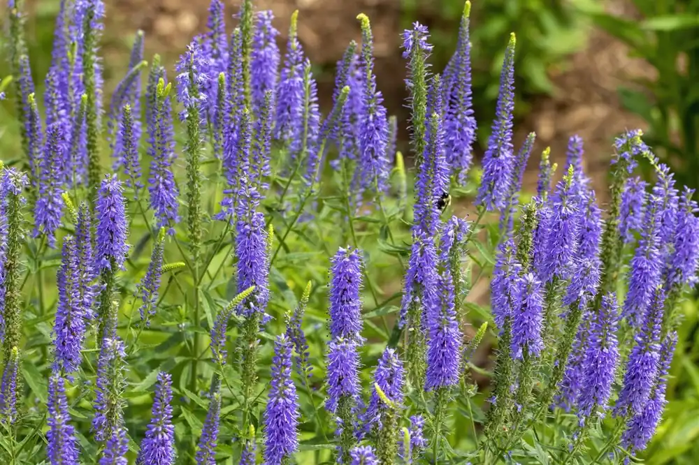 Nieuw gelanceerd | Veronica spicata