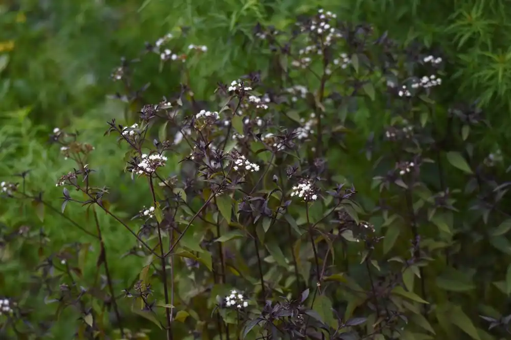 Eupatorium rugosum ‘Chocolate‘ - Verlaagde prijs
