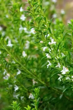 Zeer goed beoordeeld - Lythrum sal. ‘Dropmore‘