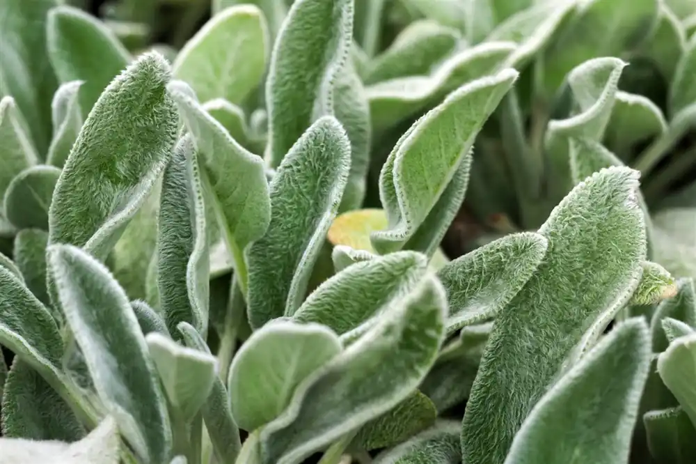 Stachys byzantina ‘Big Ears‘ | Laatste kans