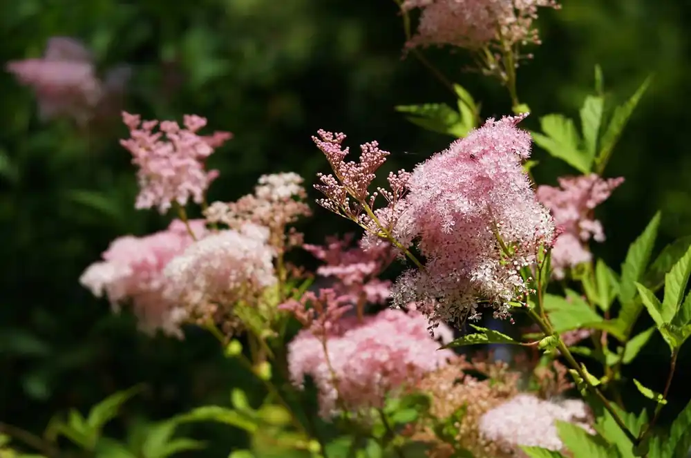 Rechtstreeks uit de fabriek | Filipendula rubra ‘Venusta‘