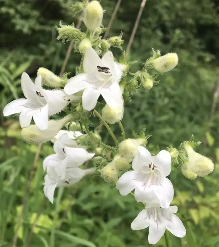 Penstemon ‘White Bedder‘ | Erg populair