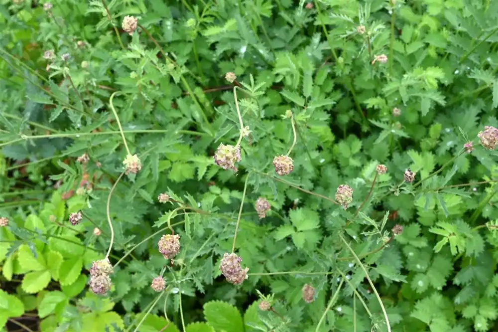 Sanguisorba minor - Voorraad bijna op