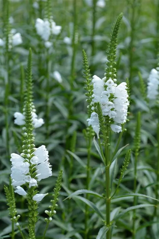 Populair - Penstemon ‘Catherine de la Mare‘