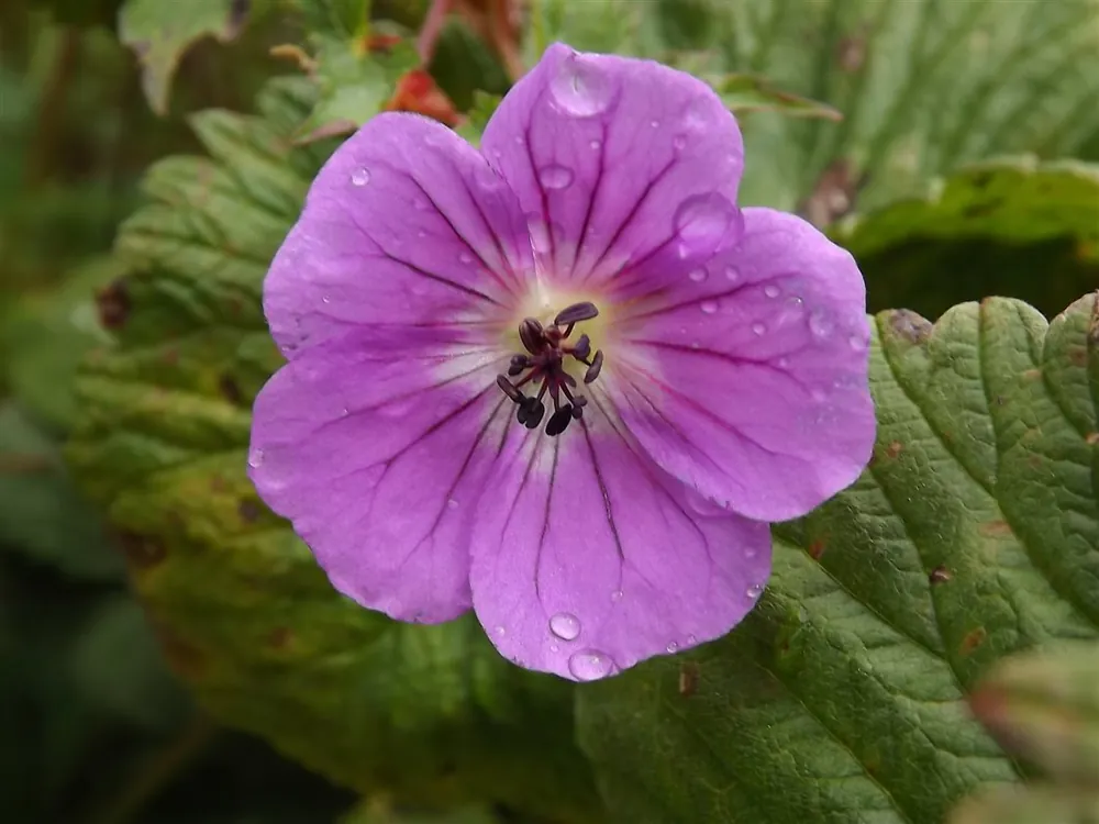 Geranium rivers. ‘Russell Prichard‘ - Nog maar enkele beschikbaar