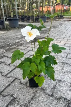 Anemone hyb. ‘Honorine Jobert‘ - Klantfavoriet