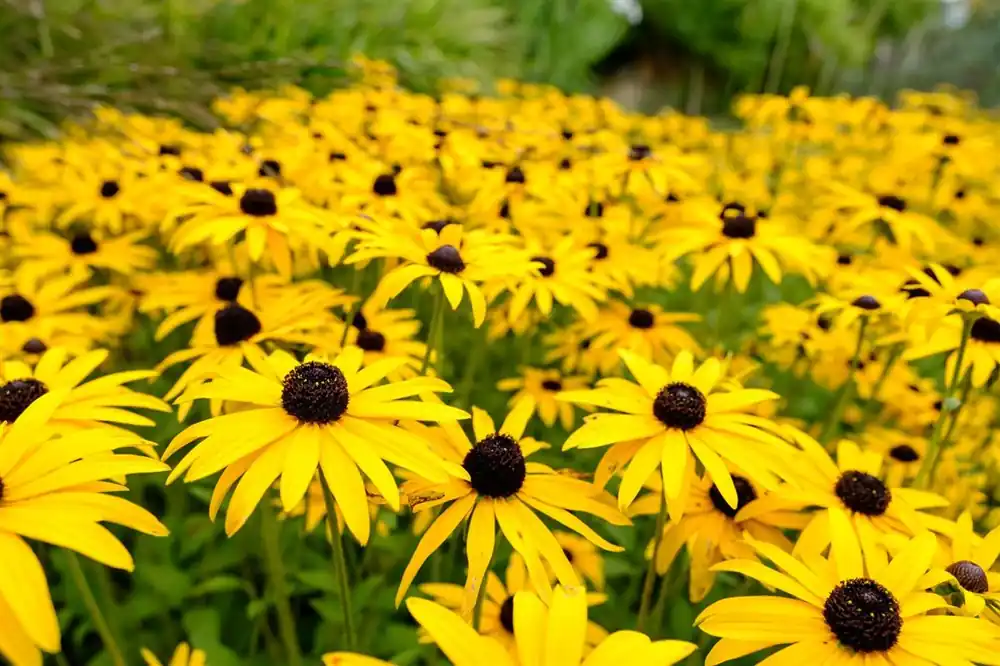 Rudbeckia fulgida ‘Goldsturm‘ | Veel gekozen