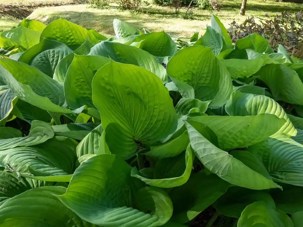Meest verkocht | Hosta ‘Sum and Substance‘