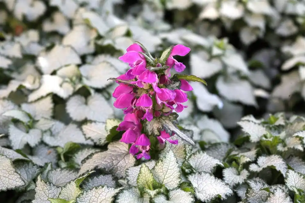 Erg populair | Sedum spurium ‘Schorbuser Blut‘