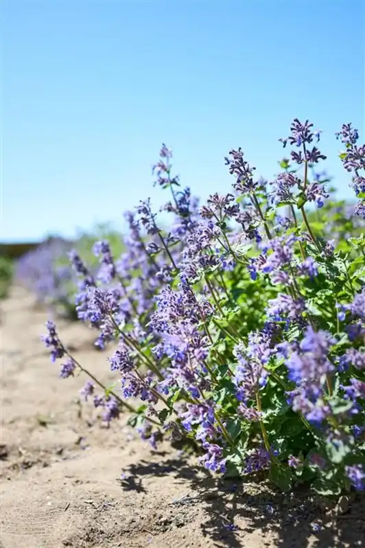 Direct leverbaar - Nepeta faassenii ‘Grol‘