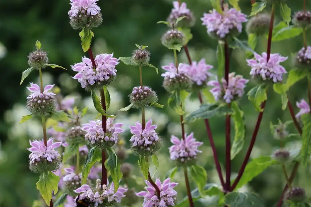 Nieuwe release - Phlomis tuberosa