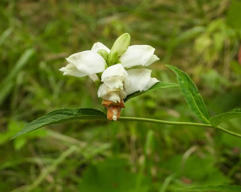 Gratis retourneren - Chelone obliqua ‘Alba‘