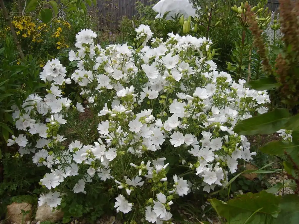 Topkwaliteit - Phlox (M) ‘Omega‘