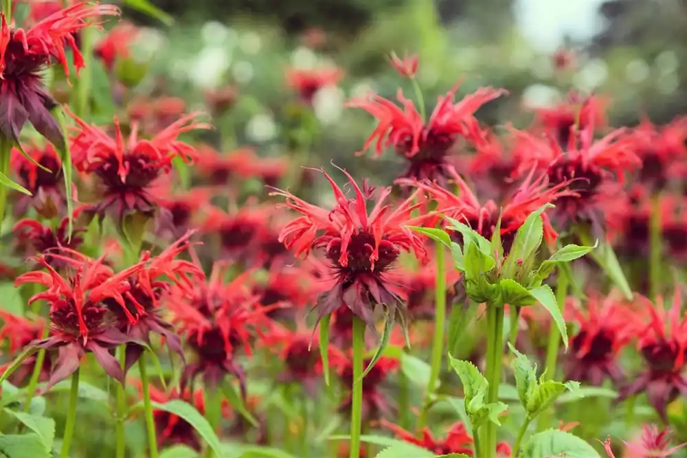 Op = op - Monarda ‘Squaw‘