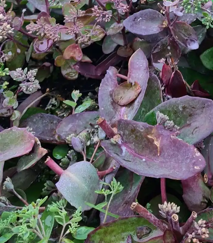 Sedum matrona | Expreslevering