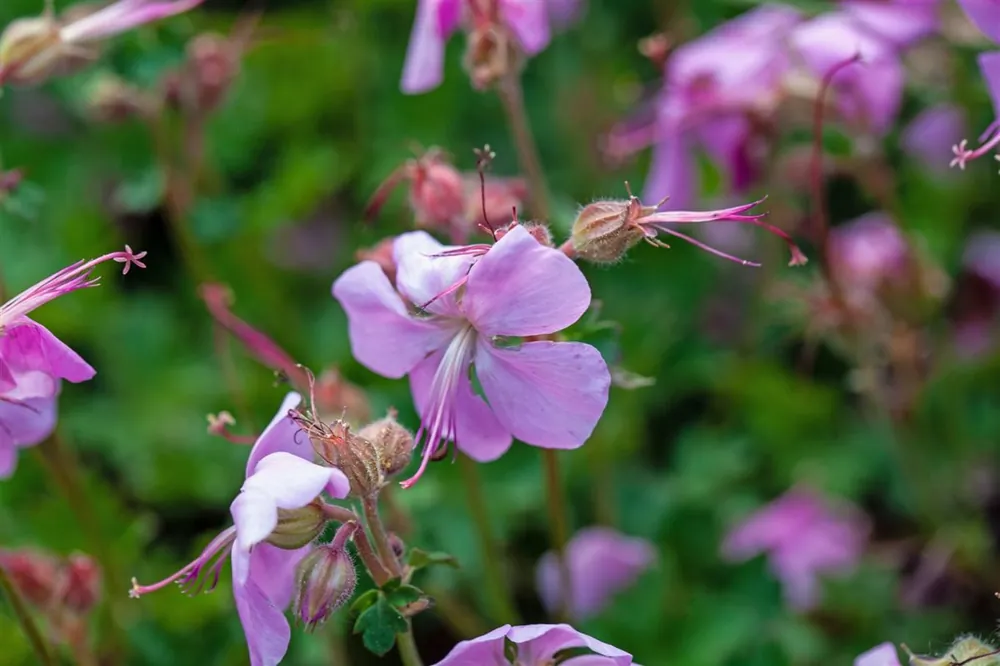 Geranium dalmaticum | Tijdelijk aanbod