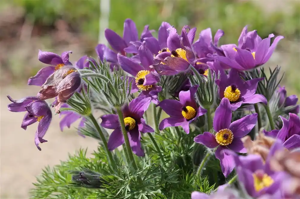Online bestelbaar - Pulsatilla vulgaris