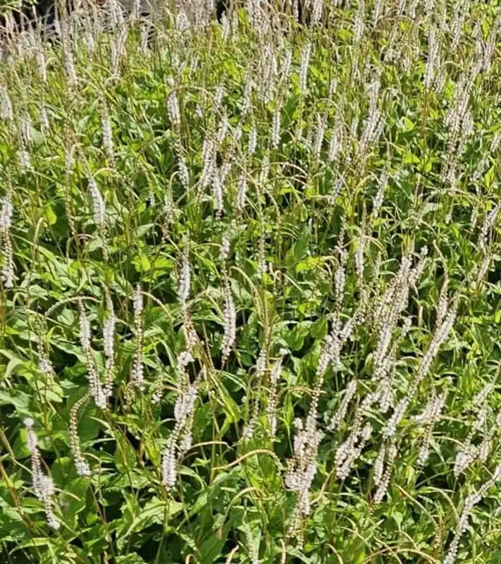 Persicaria amplexicaulis ‘Alba‘ | Nieuw binnengekomen