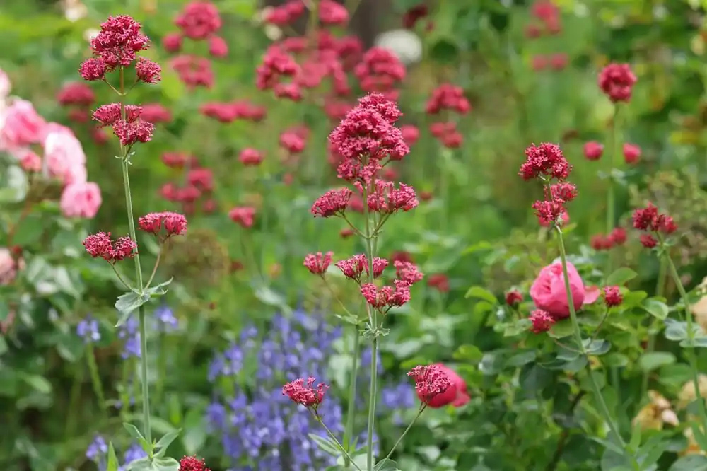Centranthus ruber ‘Coccineus‘ - Favoriet van klanten