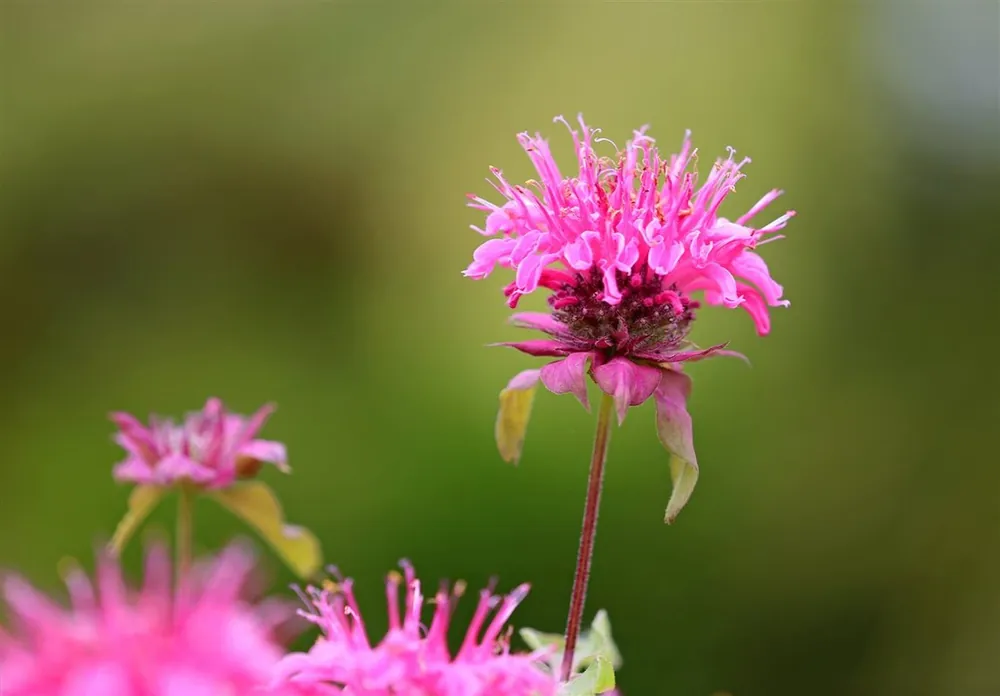 Hoog gewaardeerd | Monarda ‘Twins‘