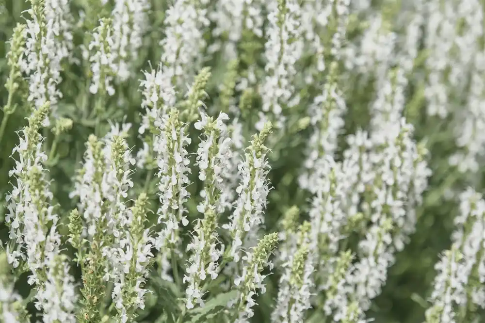 Gratis retourneren - Salvia nem. ‘Schneehügel‘
