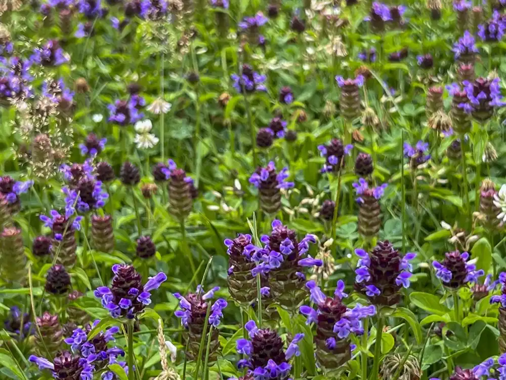Direct kopen - Prunella grandiflora