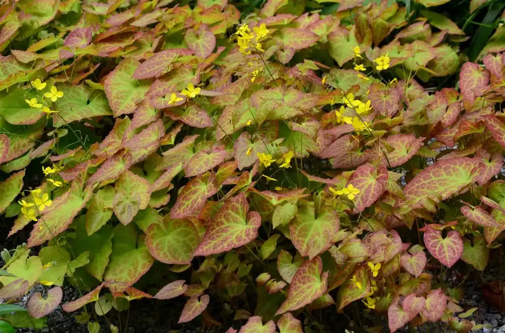 Epimedium perralc. ‘Frohnleiten‘ - Spoedlevering