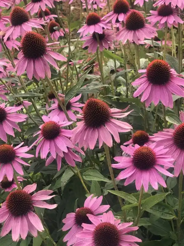 Echinacea purp. ‘Little Magnus‘ | Net toegevoegd